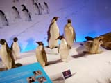 ペンギンの群れの模型