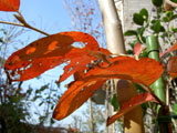 シャラノキの紅葉