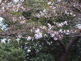 上野公園　桜 