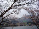 川根桜