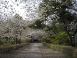 長勝寺　参道の桜 