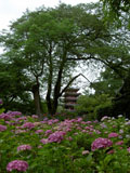 本土寺　紫陽花と五重塔