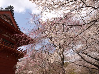 山門と桜