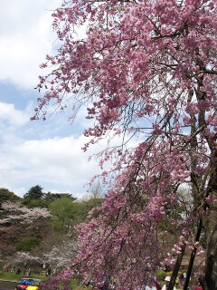 枝垂れ桜 