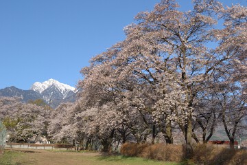真原桜並木