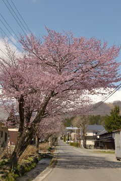 新田旅館街の並木桜